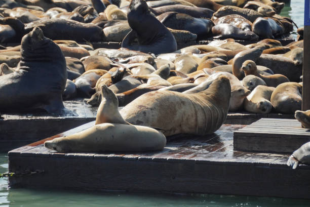 istock Sea lions in San Francisco Bay 1430022323