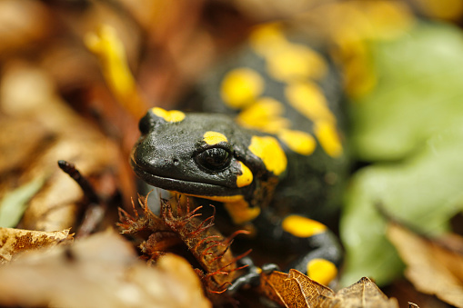 The fire salamander Salamandra salamandra on dried leaves during autumn rainy day in forest