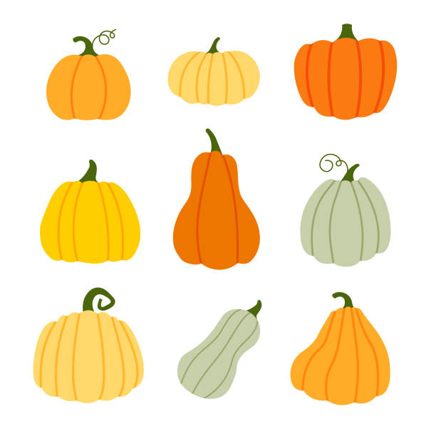 Set of pumpkins in various shapes and colors. Set of pumpkins in various shapes and colors. Halloween and Thanksgiving day. Autumn decorative element. Hand drawn pumpkin. Vector illustration in trendy flat style isolated on white background. gourd stock illustrations