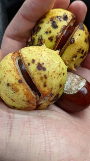 istock European horse-chestnut 1430023260