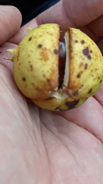 istock European horse-chestnut 1430023268