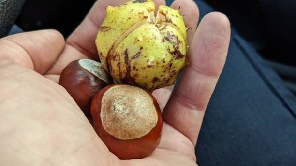 istock European horse-chestnut 1430023287