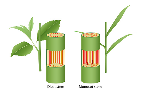 Carbon neutrality concept. Carbon dioxide reduction. CO2 gas emissions balance with carbon absorbed by trees and carbon capture technology. CO2 neutral balancing scale. Factory and transport pollution