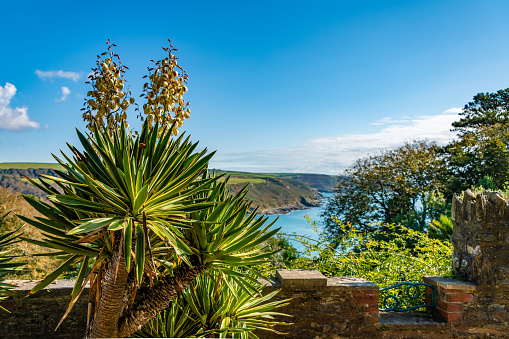 Palm tree on the Devon coast
