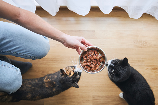 Pet owner holding bowl with feeding for his two hungry cats at home