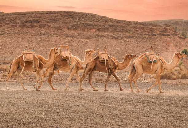 camels in the desert, camel caravan