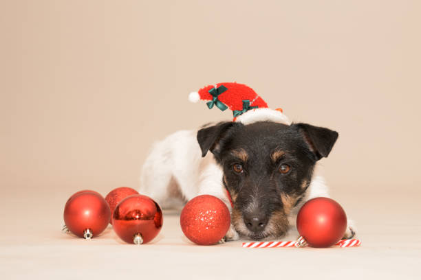 istock little cute Jack Russell Terrier Christmas dog 1430033627