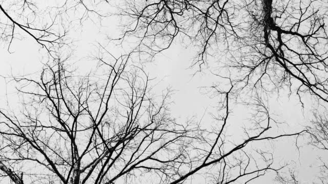 Black and white shot of rotating trees and branches. Low angle pov