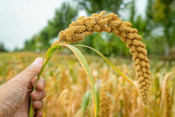 Pearl Millet Field in Rajasthan India. The Crop is Know as Bajra or Bajri Agriculture