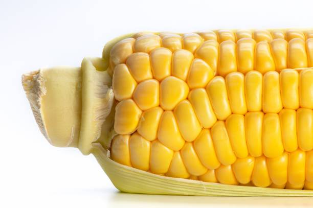 Detail of sweet yellow corn background. Harvest season. Healthy organic nutrition. Maize cob, macro. The texture pattern of a corn cob. Selective focus