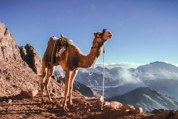 istock Camel on Mount Sinai hiking trail 1430036270
