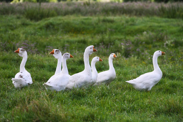 istock Geese walk on the green grass. 1430037649