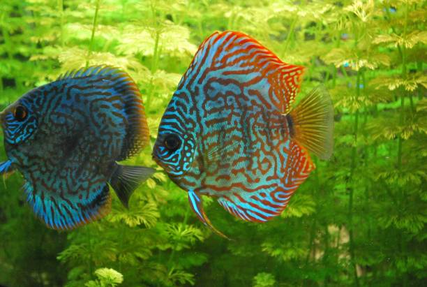 istock Tropical fishes 1430038209