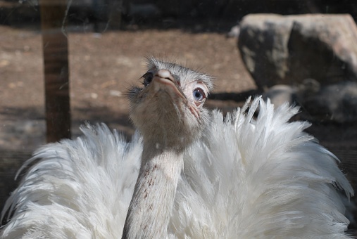 White ostrich's close-up