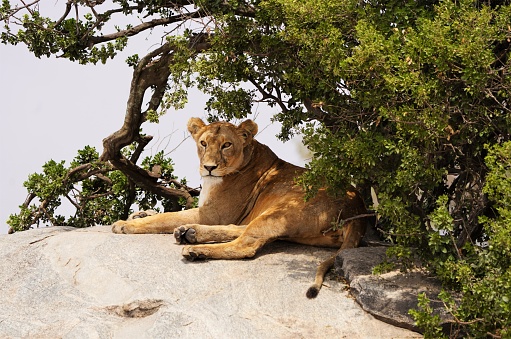 Beautiful lioness looking regal as she reclines on a rock in the shade overlooking the Serengeti