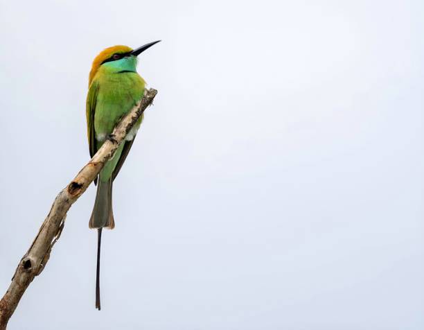 istock Asian green bee-eater (Merops orientalis) perched on branch 1430038913