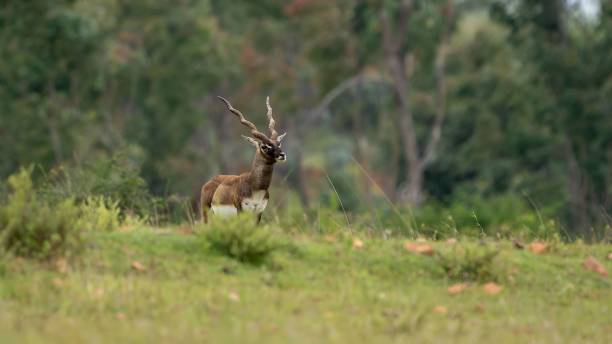 schwarzbock (antilope cervicapra), auch bekannt als die indische antilope - hirschziegenantilope stock-fotos und bilder