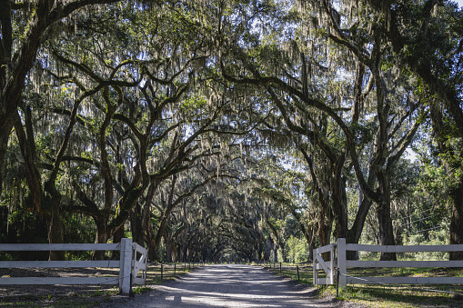 A long dirt pathway covered by Oak trees and spanish moss