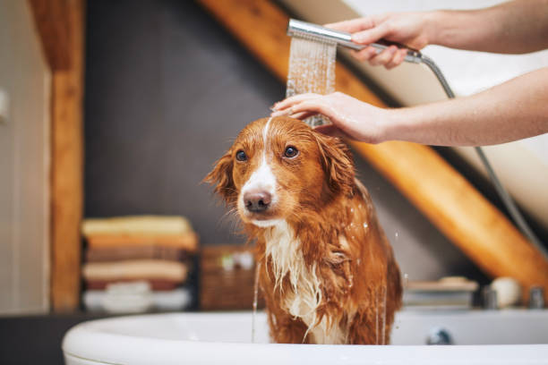 istock Dog taking bath at domestic bathroom 1430043228
