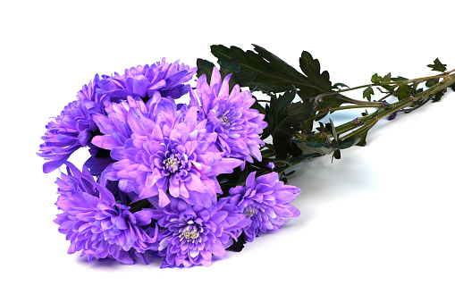 Single stem with many purple flowers of the chrysanthemum  (Chrysanthemum indicum) isolated on white background. High resolution photo. Full depth of field.