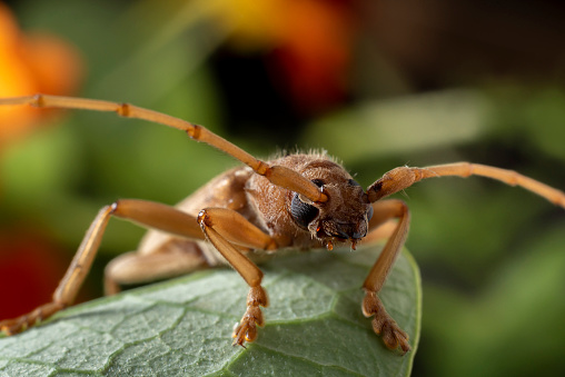 Macro photograph of a longhorn Ivory Marked Beetle crawling over a leaf. The detail on the face of the insect is good. The compound eye and mandible are in focus.