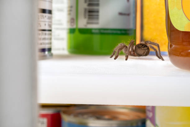 Hairy Spider Crawling in Residential Food Pantry stock photo