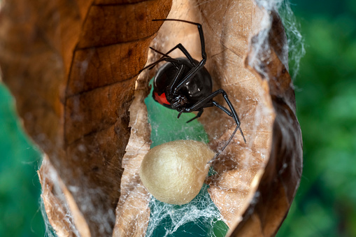 Macro photograph of a female black widow spider guarding her egg sac. She is poised and ready to defend.
