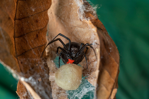 Spider Wasp with captured spider