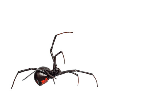 Macro studio photograph of the venomous female black widow spider photographed on a white background. She is crawling across the white background. There is great detail in her features.