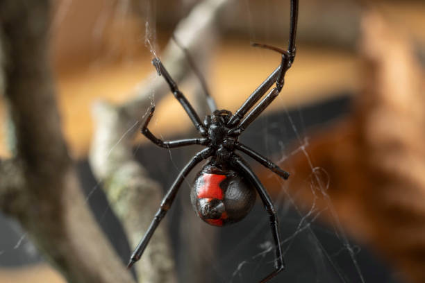 Free Stock Photo of Black Widow Spider | Download Free Images and Free ...