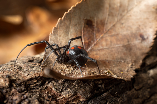 Halloween spider isolated on a white background.