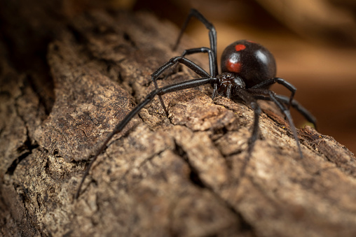 Macro photograph of a female black widow spider crawling across the forest floor. There is great detail in the spider’s features.