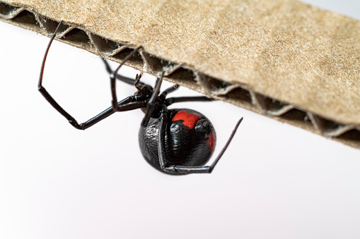 Macro photograph of a female black widow spider crawling across corrugated cardboard. There is great detail in her features.