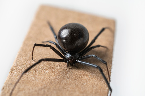 Macro photograph of a female black widow spider crawling across corrugated cardboard. There is great detail in her features.