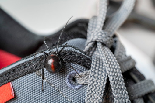 Macro photograph of a female black widow spider crawling on a tennis shoe. She may be scoping it out to make a home inside the shoe. Great detail.