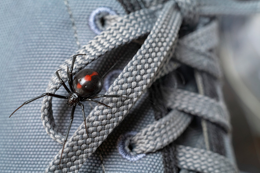 Macro photograph of a female black widow spider crawling on a tennis shoe. She may be scoping it out to make a home inside the shoe. Great detail.