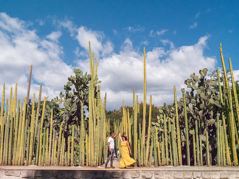 A forest of cactuses in Oaxaca state, Mexico