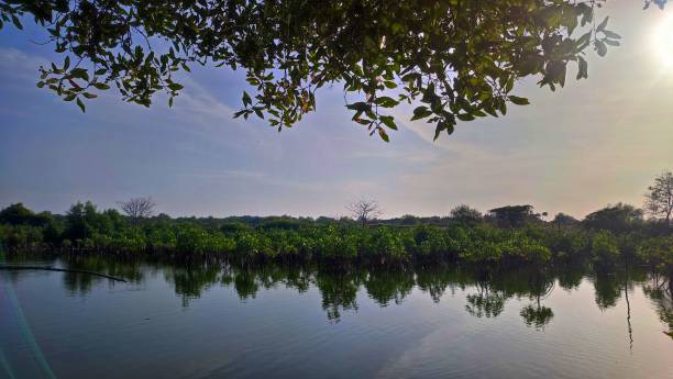 istock dense mangrove forest in the swamp 1430048802
