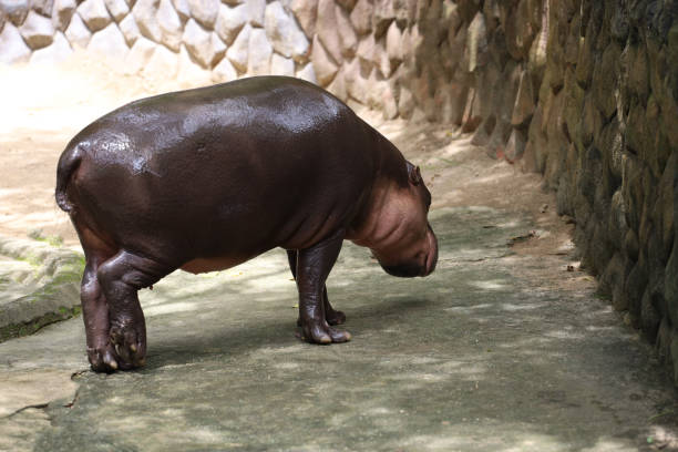 istock Dwarf hippopotamus in the garden 1430048923