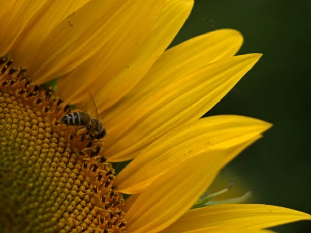 istock Pollination on the sunflower 1430051224