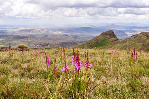 View over the Drakensberg Mountains with purplish pink Drakensberg Watsonia, Watsonia Lepida in full bloom in the foreground. The Golden Gate Highlands National Park is located in the Free State Drakensberg Mountains and is named after the Brilliant shades of gold of the cliffs composed of Clarens Sandstone. drakensberg flower mountain south africa stock pictures, royalty-free photos & images
