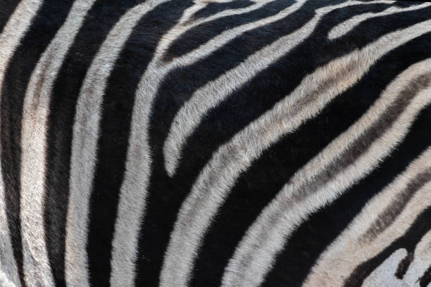 istock Background of zebra skin 1430053813
