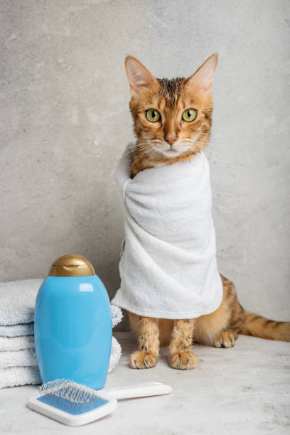 istock Pet grooming. Cute cat with tools for animal bathing, hygiene. 1430056934