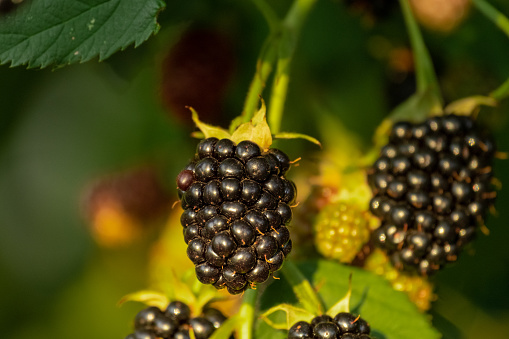 Bunches of ripe black and red and green unripe blackberries growing in wild nature, dewberry grow on a bush on a summer day. Blackberry. Healthy berries outdoors, close-up