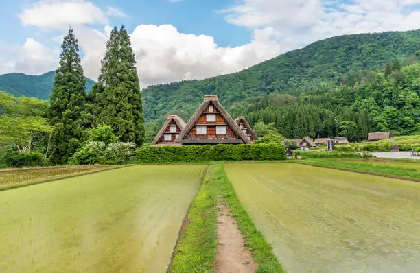 Cottage and rice field in Historical village Shirakawa-go, Japan