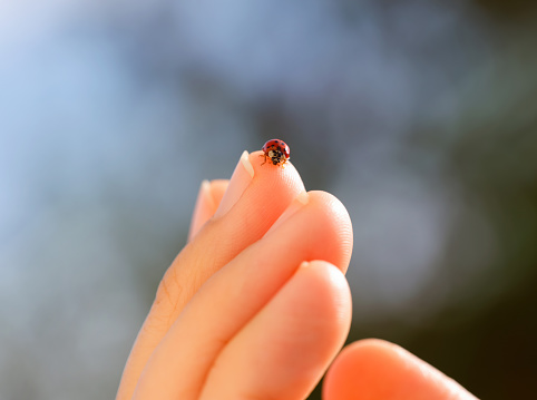 A woman fingers with a ladybug crawling on it