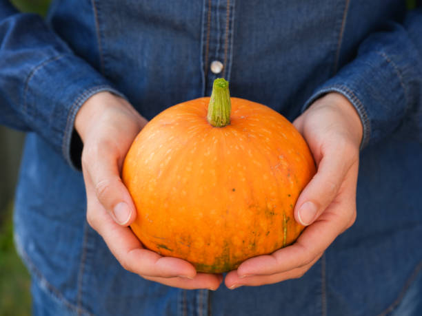 istock Woman hands holding an orange pumpkin 1430062769
