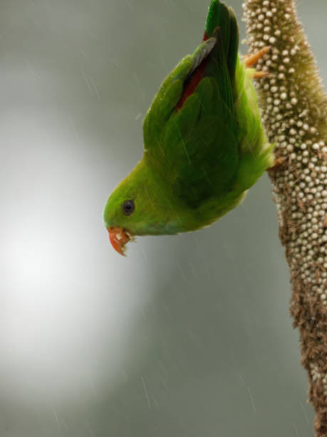 istock Vernal hanging parrot in natural habitat 1430064746