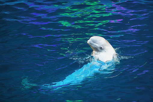 Beluga swims in the blue water of the pool during a performance at the Dolphinarium