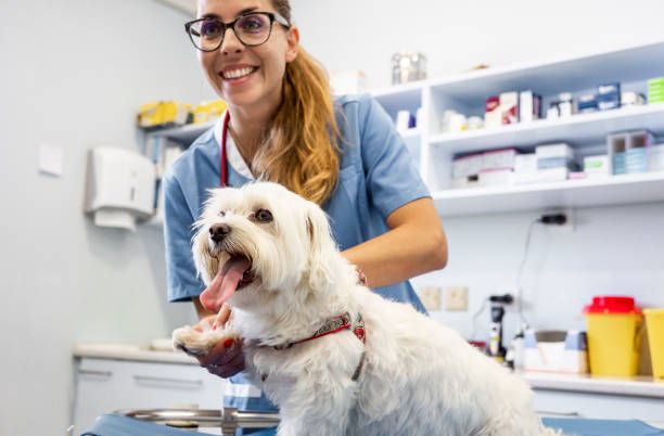 istock Veterinarian examining a dog 1430066581